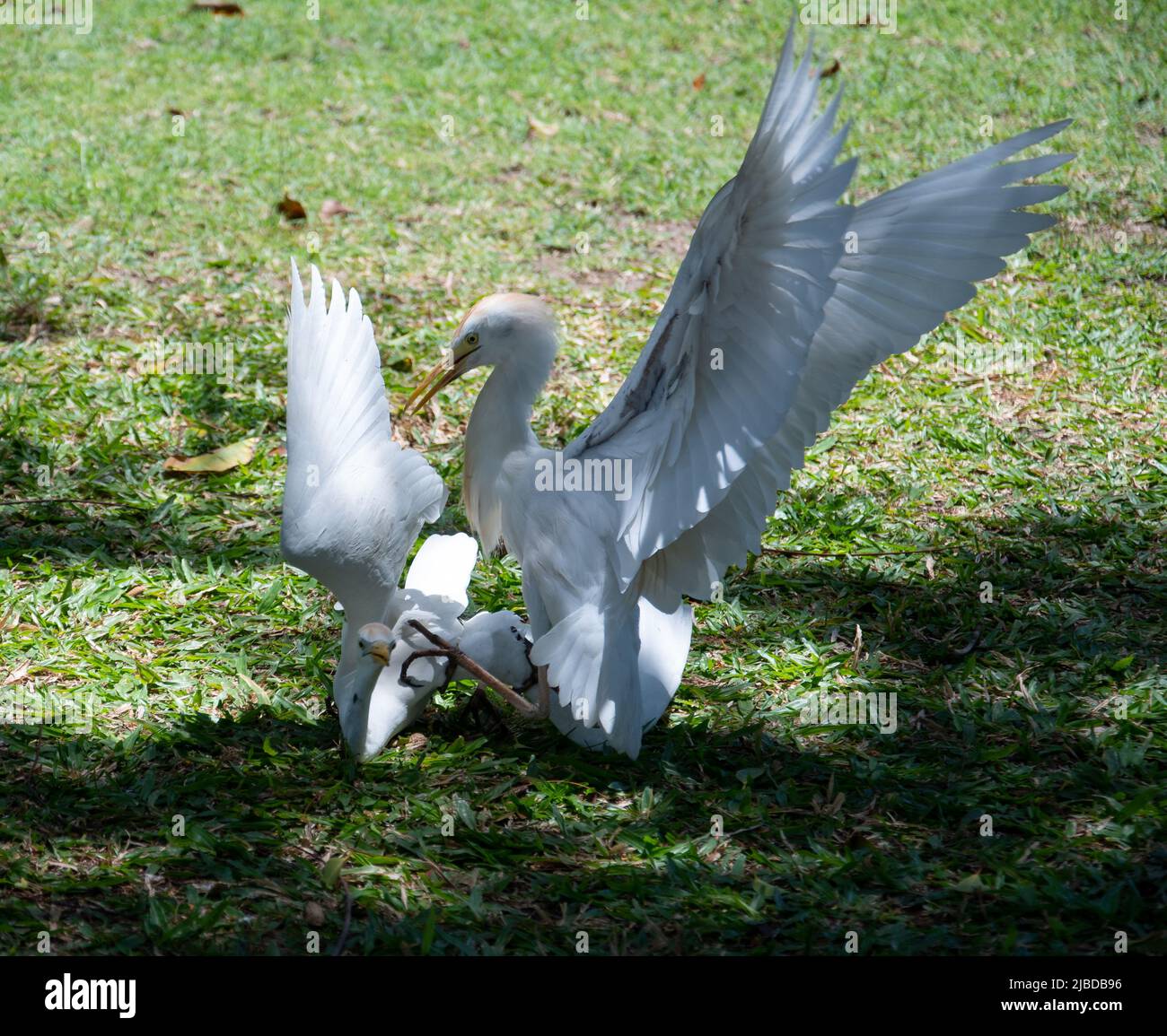A portrait of two Cattle Egrets fighting Stock Photo