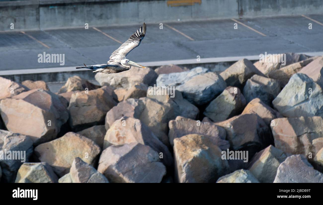 A Brown Pelican soaring past the quay side of Basseterre Stock Photo