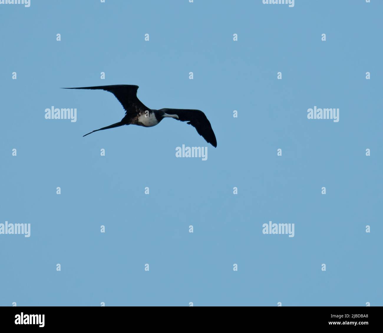 A Magnificent frigatebird soaring through blue Caribbean skies Stock Photo