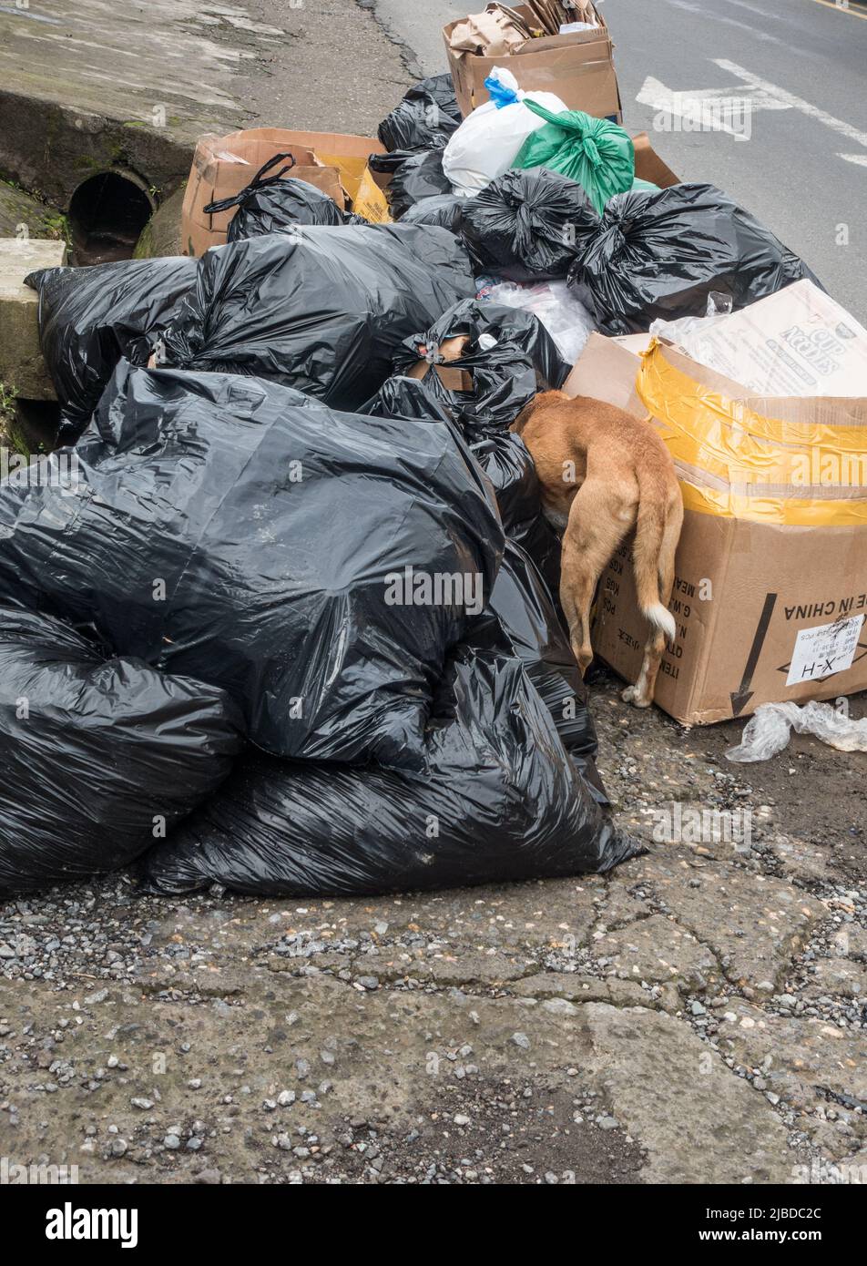 Hungry street dog looking for food in a big pile of trash in Tres Rios ...