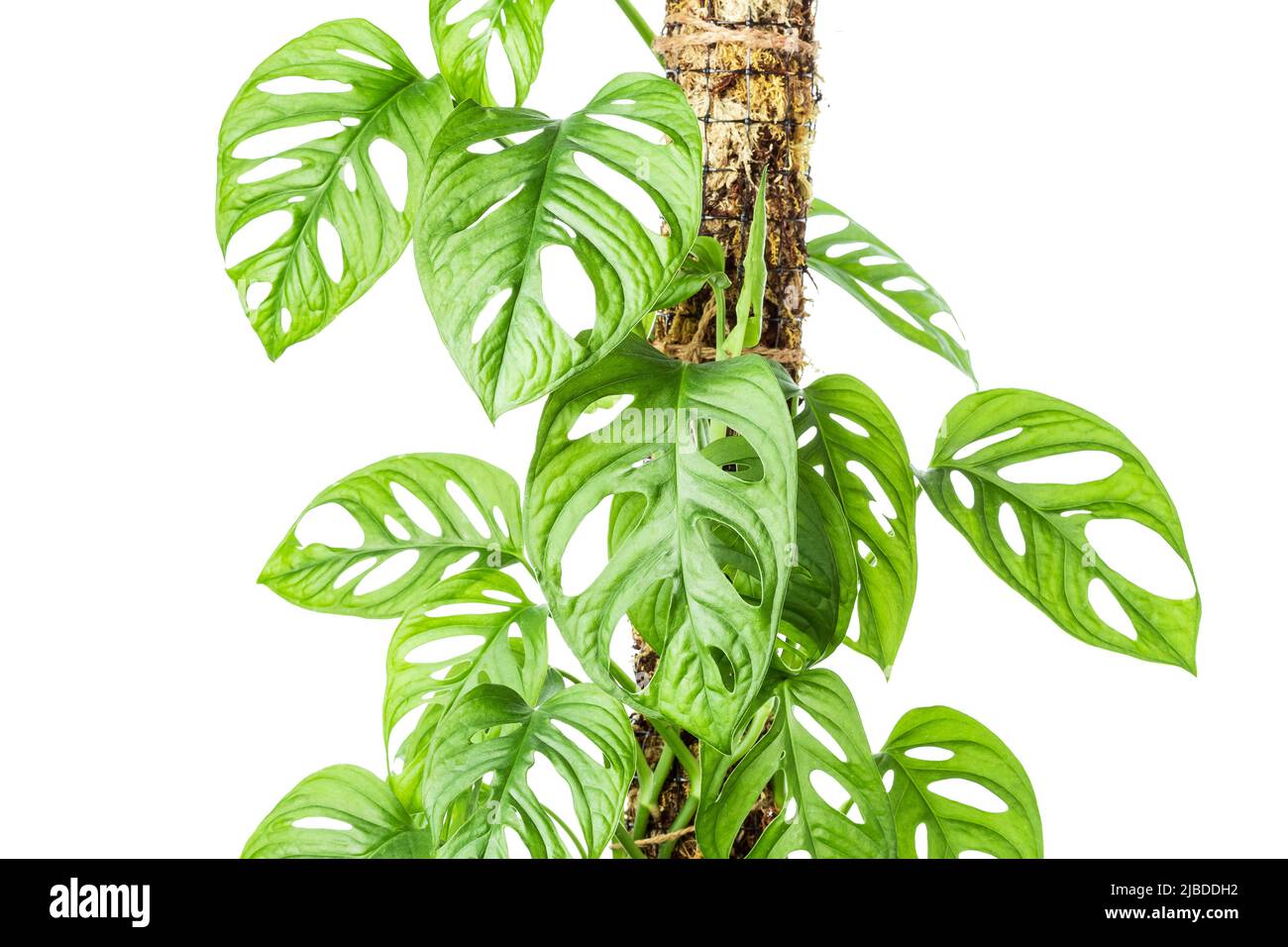 philodendron pflanze kaufen Philodendron Jungle Fever Variegata | Seltene Pflanze