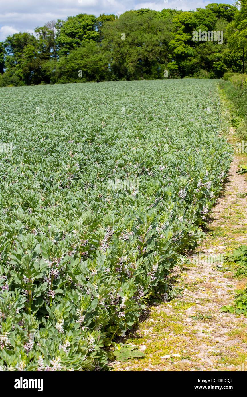 Broad bean plants growing in a farm field, Hampshire, England Stock Photo