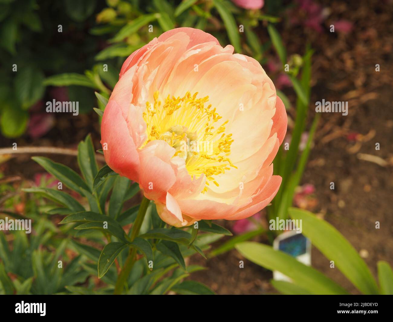 Coral pink peony (peonia) flower, Coral Sunset, fully open Stock Photo