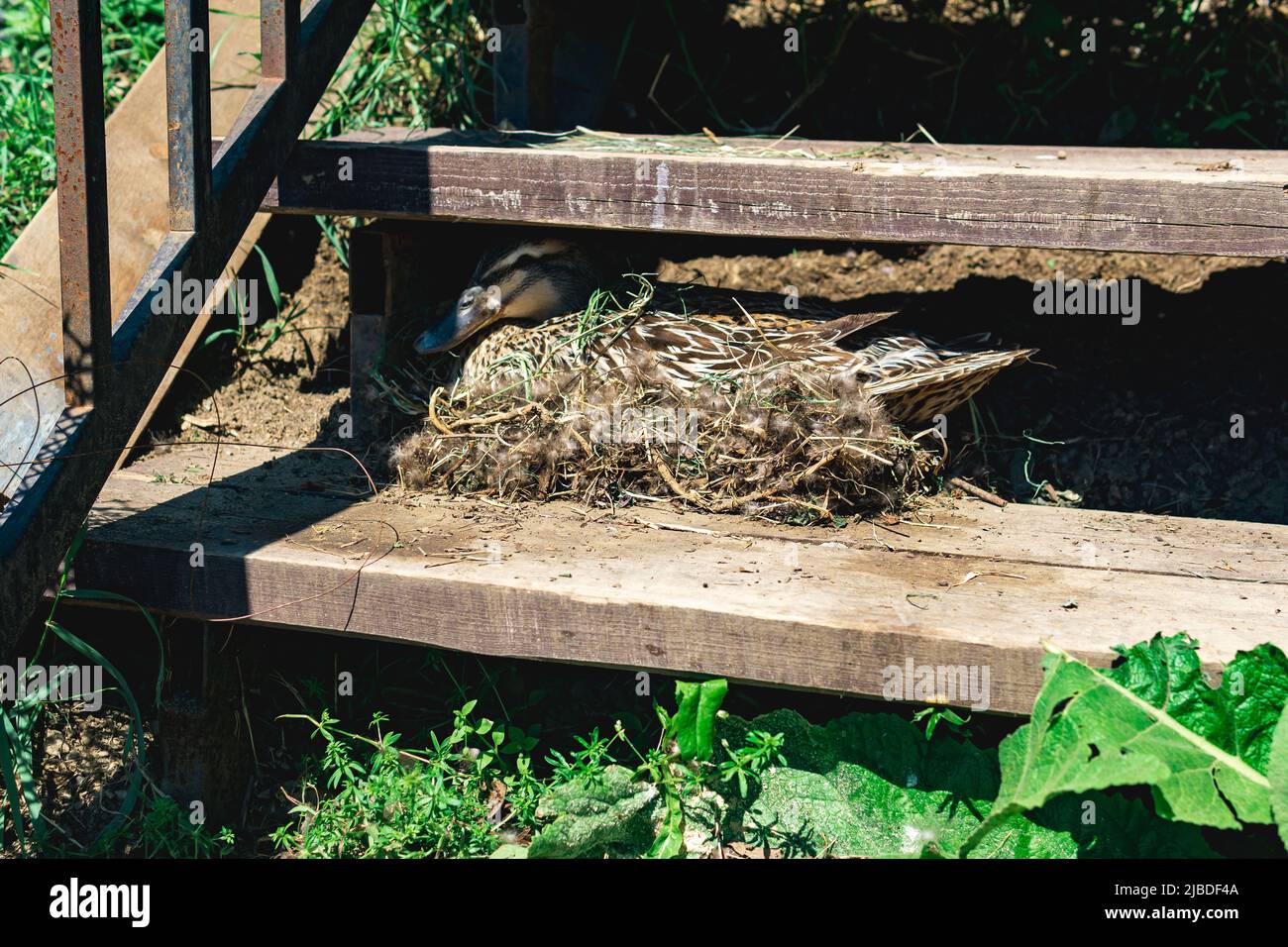 duck mallard nest between the steps of the stairs Stock Photo