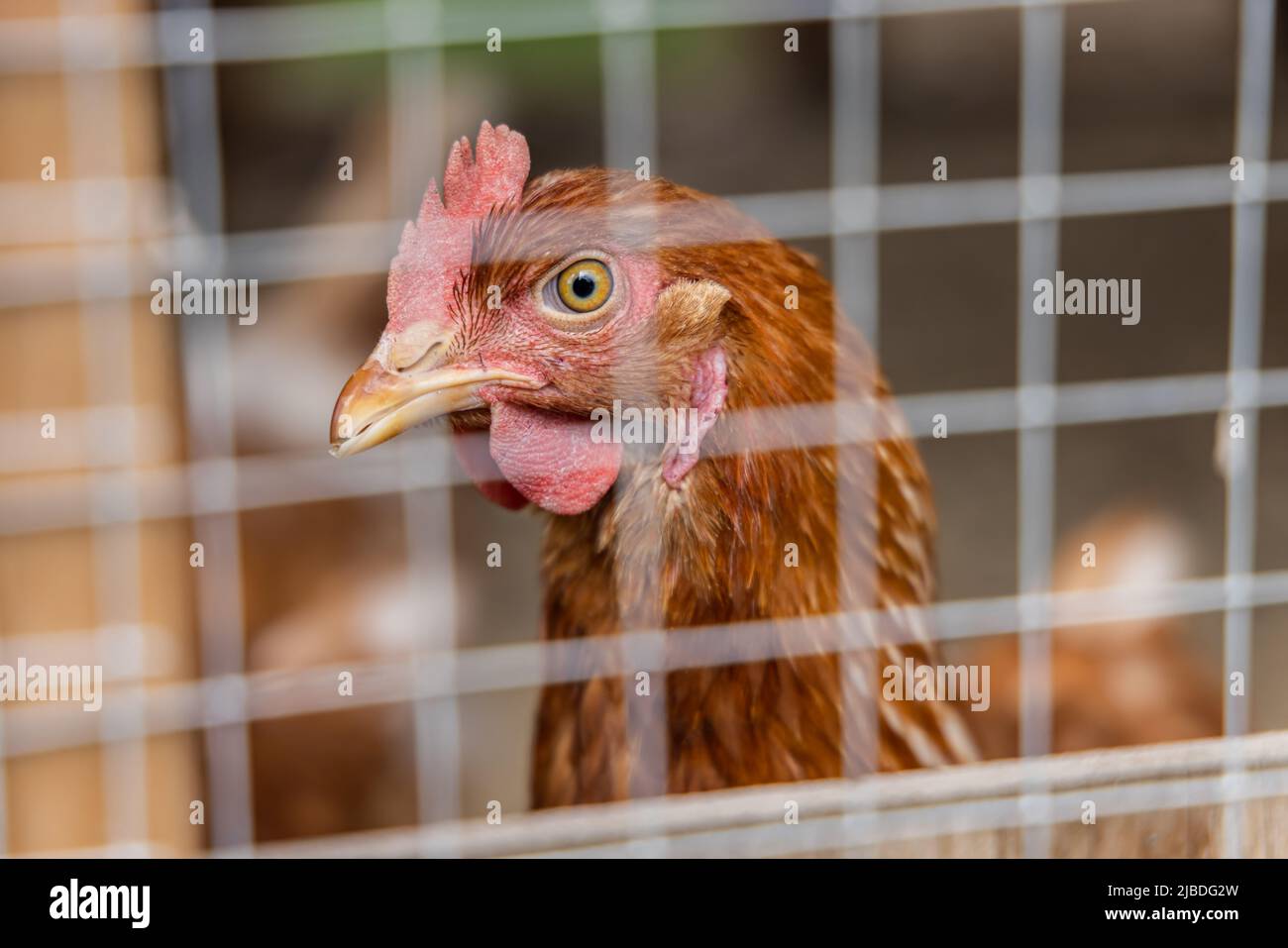 Selective focus headshot of an ISA Brown chicken looking through mesh of a hen coop, seen blurred in foreground. Profile with beak, comb and eye. Stock Photo