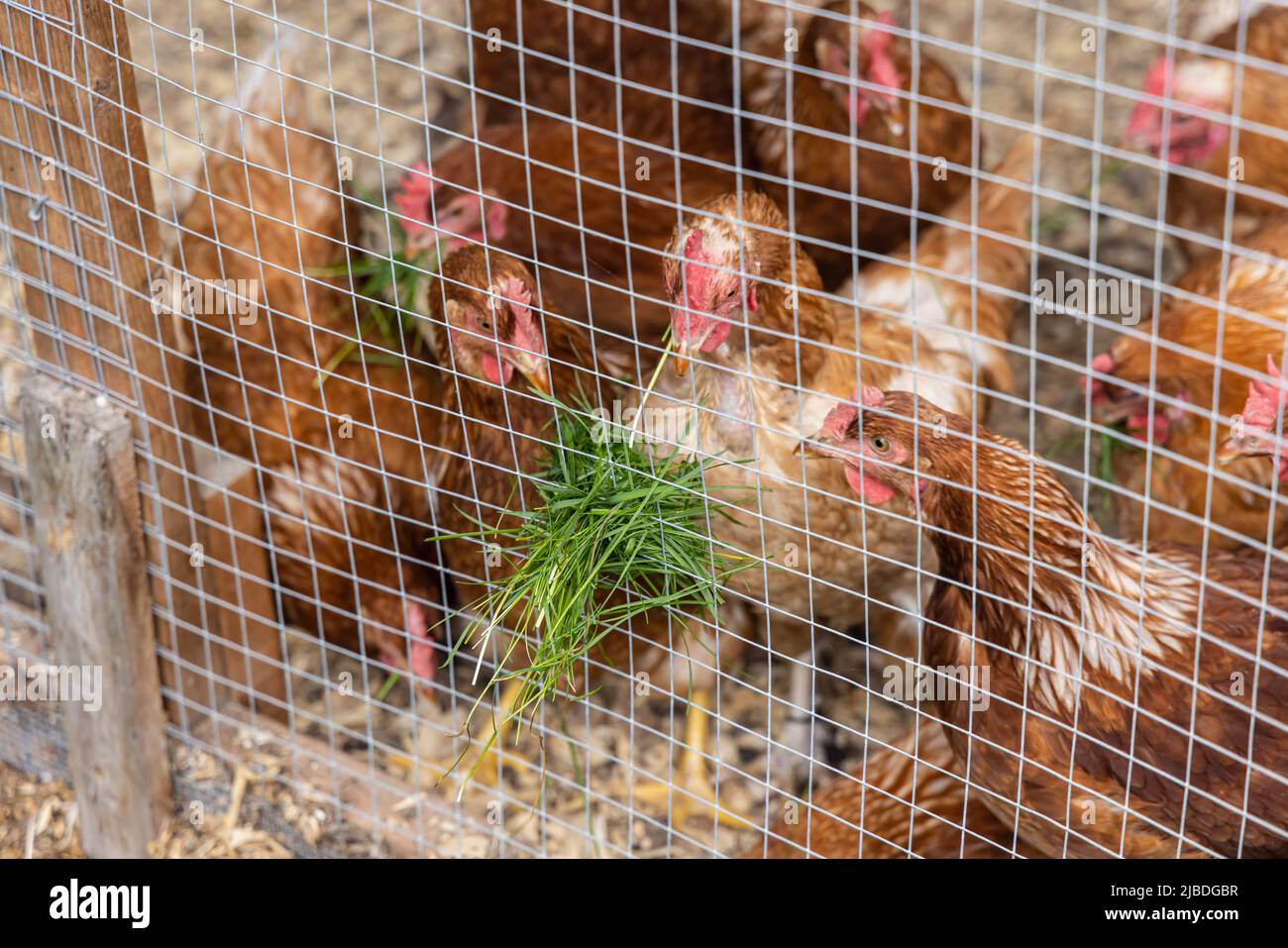 Closeup view on a group of ISA brown hens seen through chicken mesh in a coop. Fresh green blades of grass stick through enclosure at feed time. Stock Photo