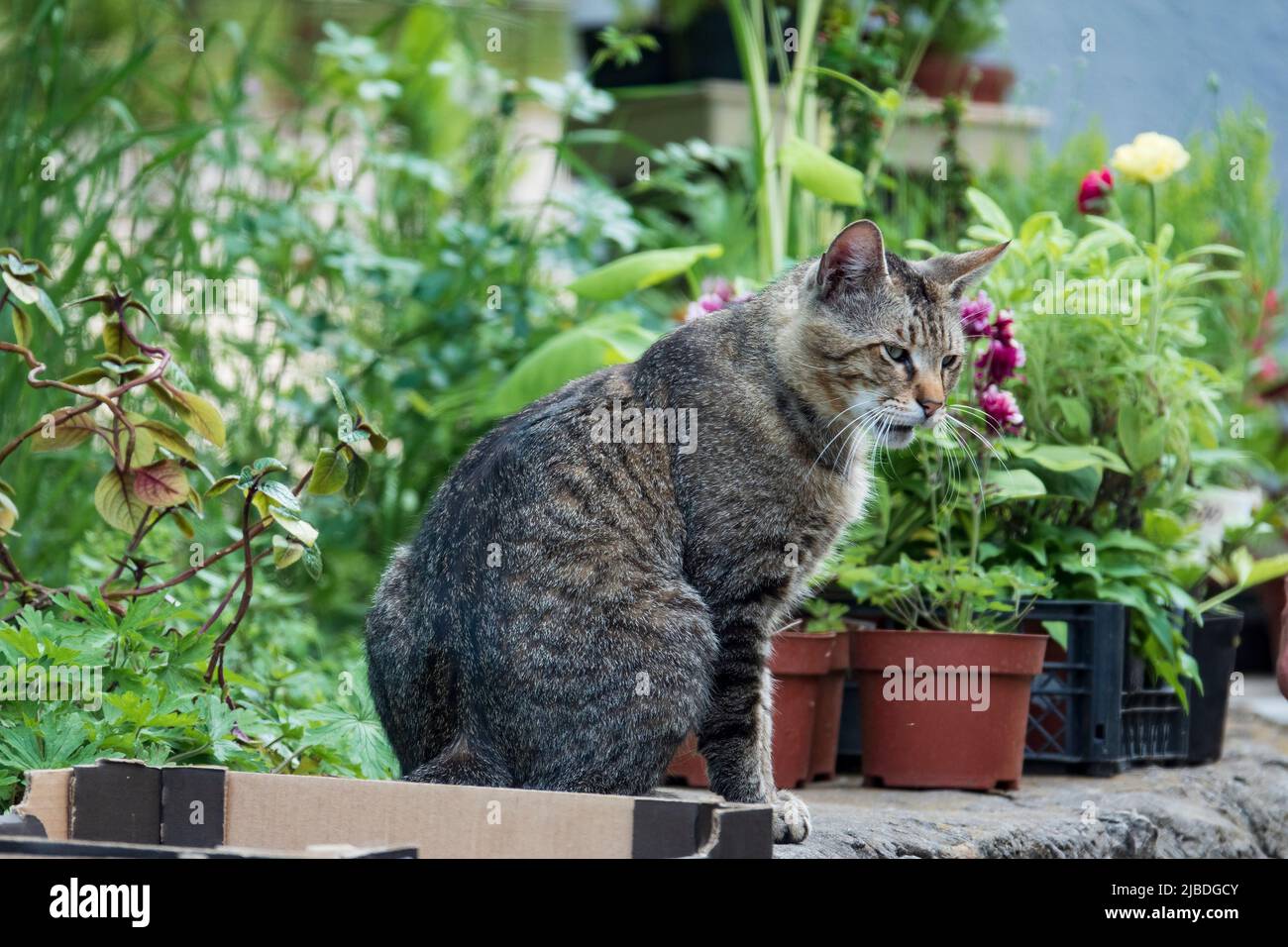 Grumpy domestic cat in the garden. Funny cat on the fence with garden plants Stock Photo