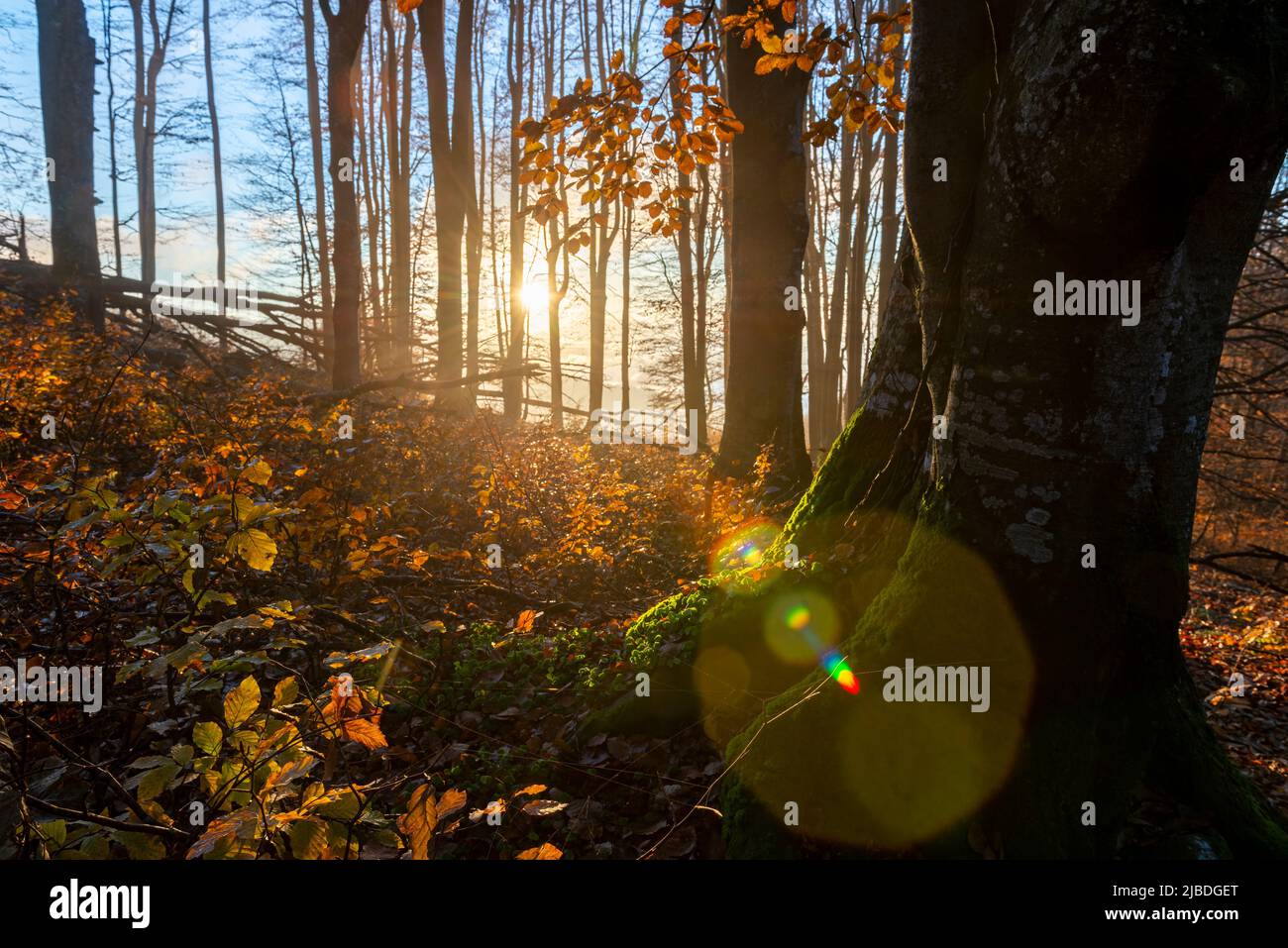 Magic light in the forest. Old forest with trees covered by moss and