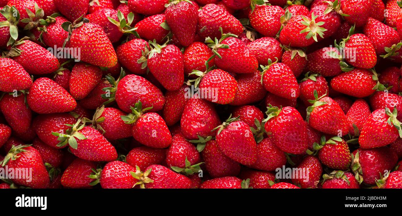 Red ripe organic strawberries. Close-up shot, top view. Non-industrial village product. Fruit background Stock Photo