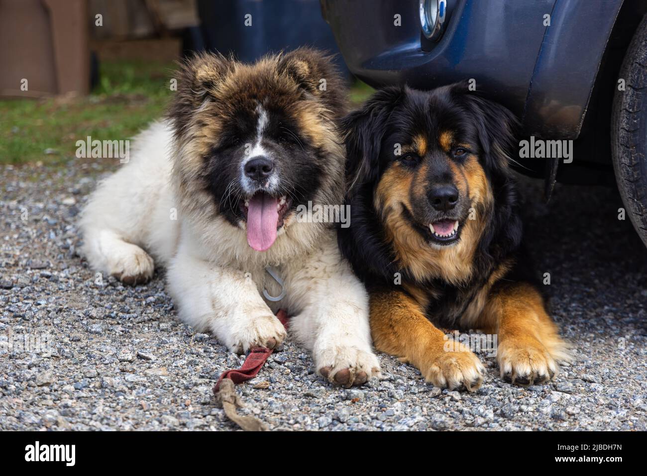 Cute portrait of two friendly dogs lying next to one another, looking to camera. Fluffy cross Bernese Mountain pups lay in driveway with copy space. Stock Photo