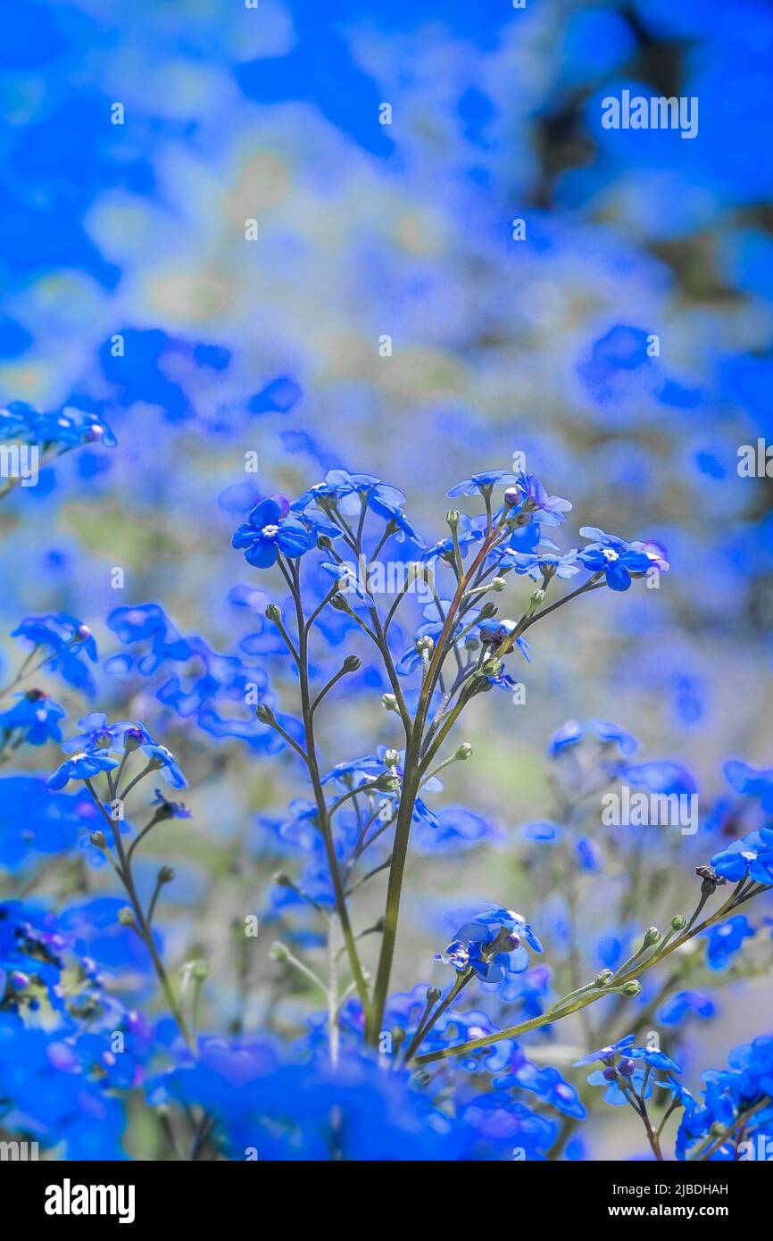 Chinese Cynoglossum sp, blue flowers Stock Photo Alamy