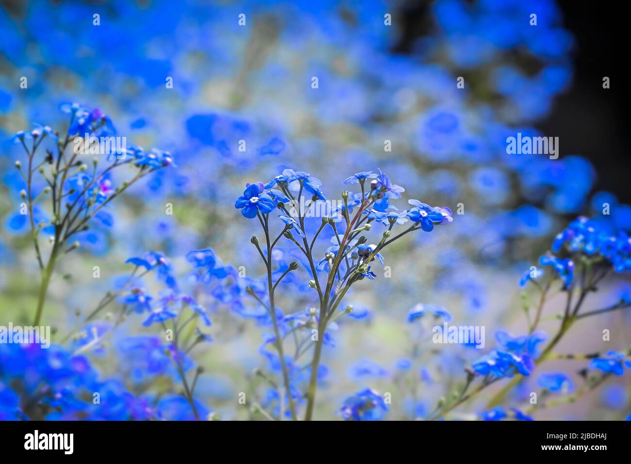 Chinese Forget-Me-Not, Cynoglossum sp, blue flowers Stock Photo - Alamy