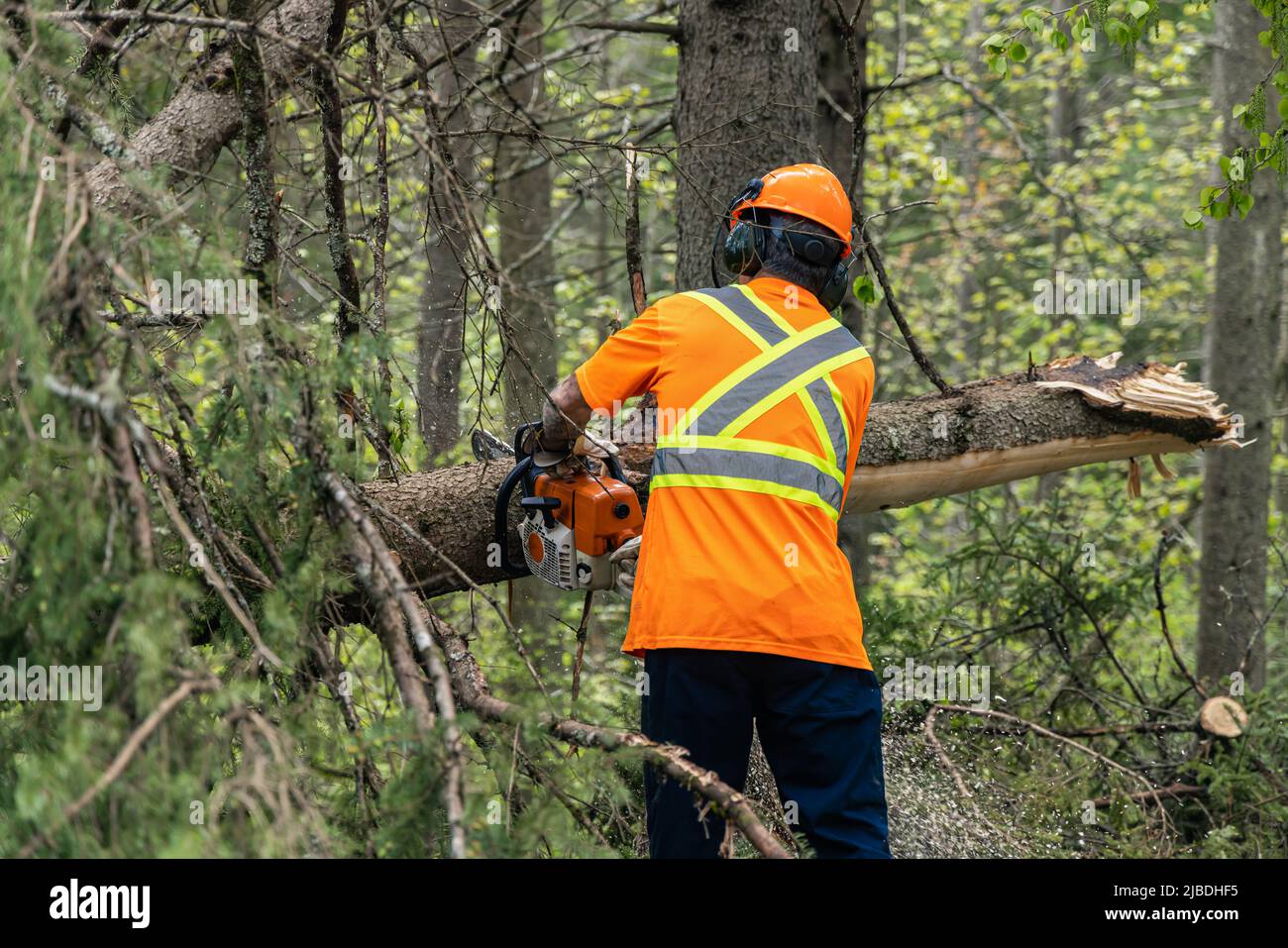 A tree surgeon is seen from behind wearing high visibility clothes, using chainsaw to clear severed trees after gale force winds. Copy space to side. Stock Photo