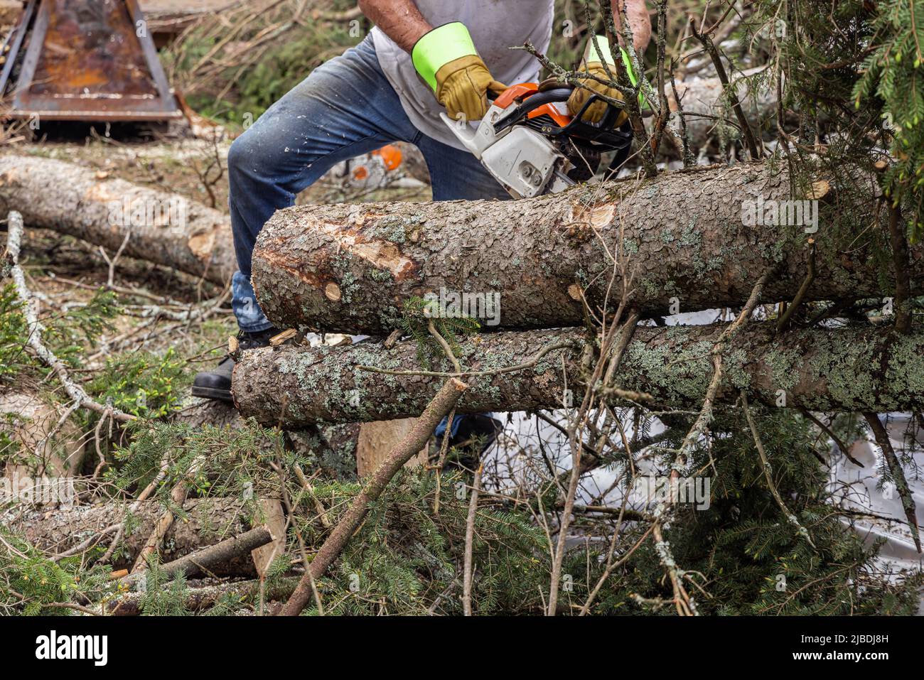 Closeup front view of a tree surgeon wearing protective gloves and blue