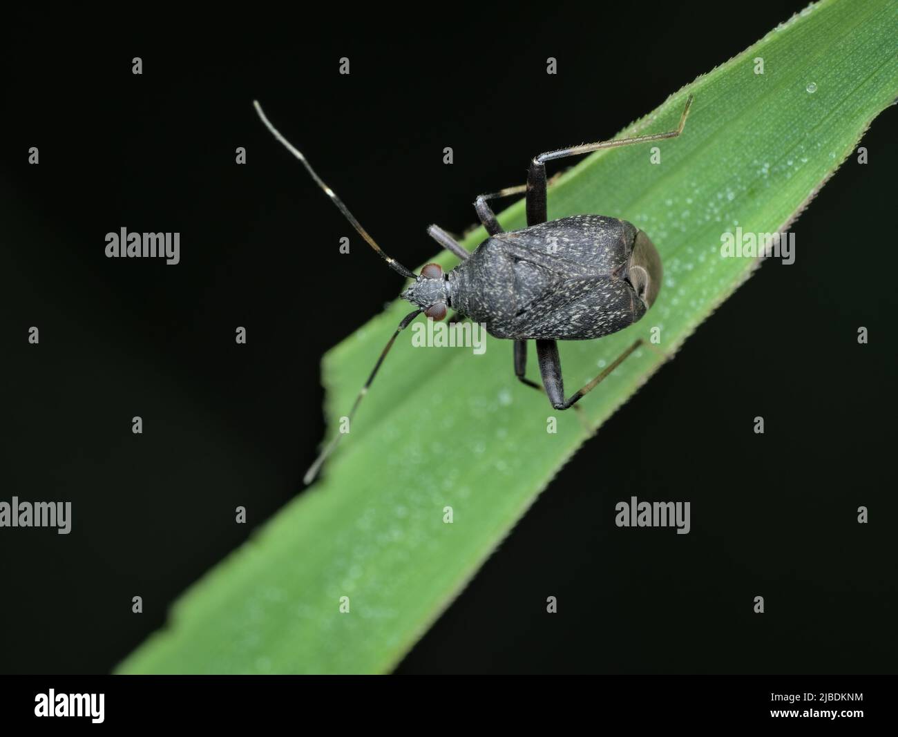 little black beetle on the grass from top view Stock Photo Alamy