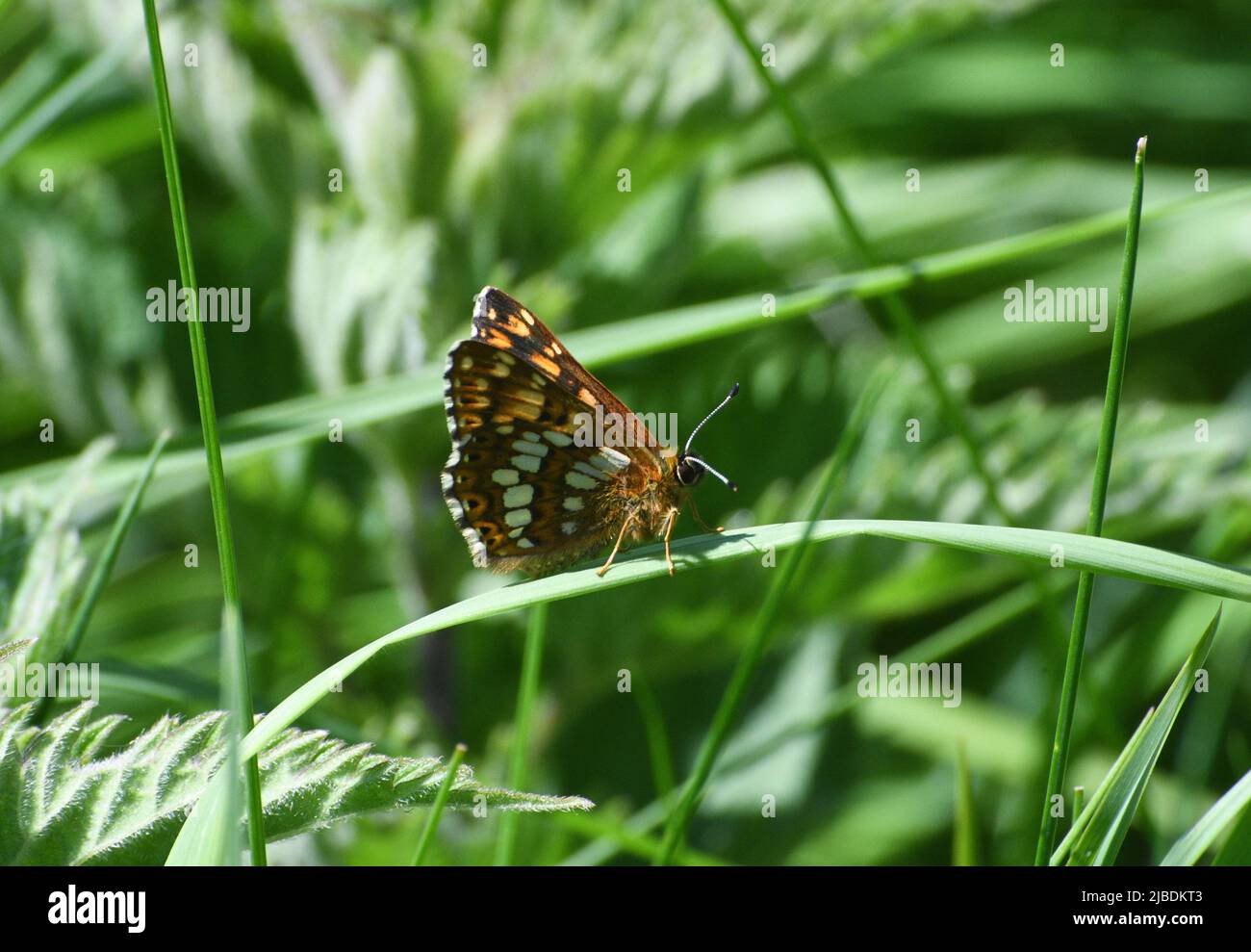 Duke of Burgundy butterfly,'Hamearis lucina' chalk or limestone grassland with scrub,May/June,southern England.Wiltshire.UK Stock Photo