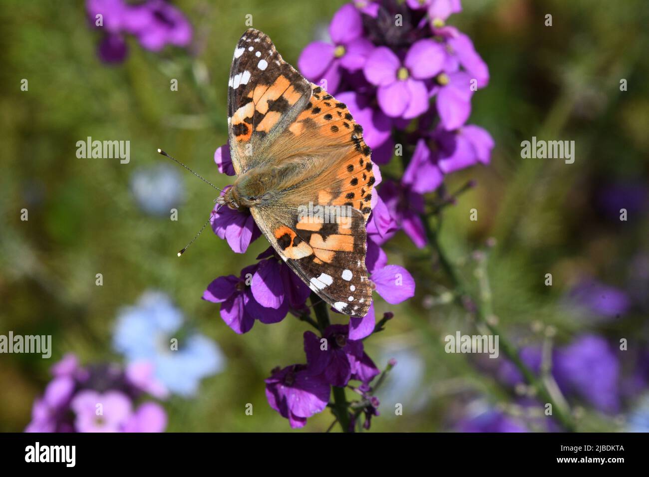 Painted Lady butterfly (Vanessa cardui) on purple Russian wallflower