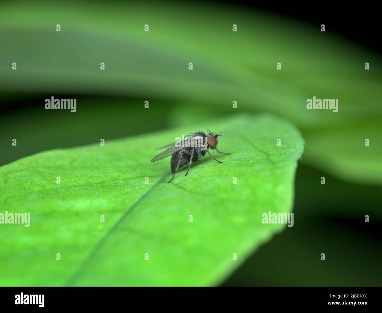 small black flies on the green leaf Stock Photo Alamy