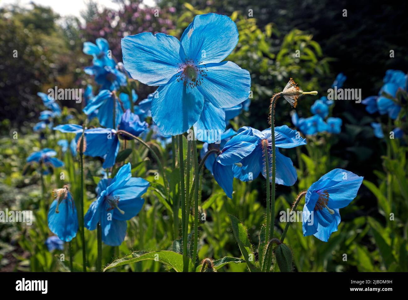 Meconopsis 'Slieve Donard' Stock Photo