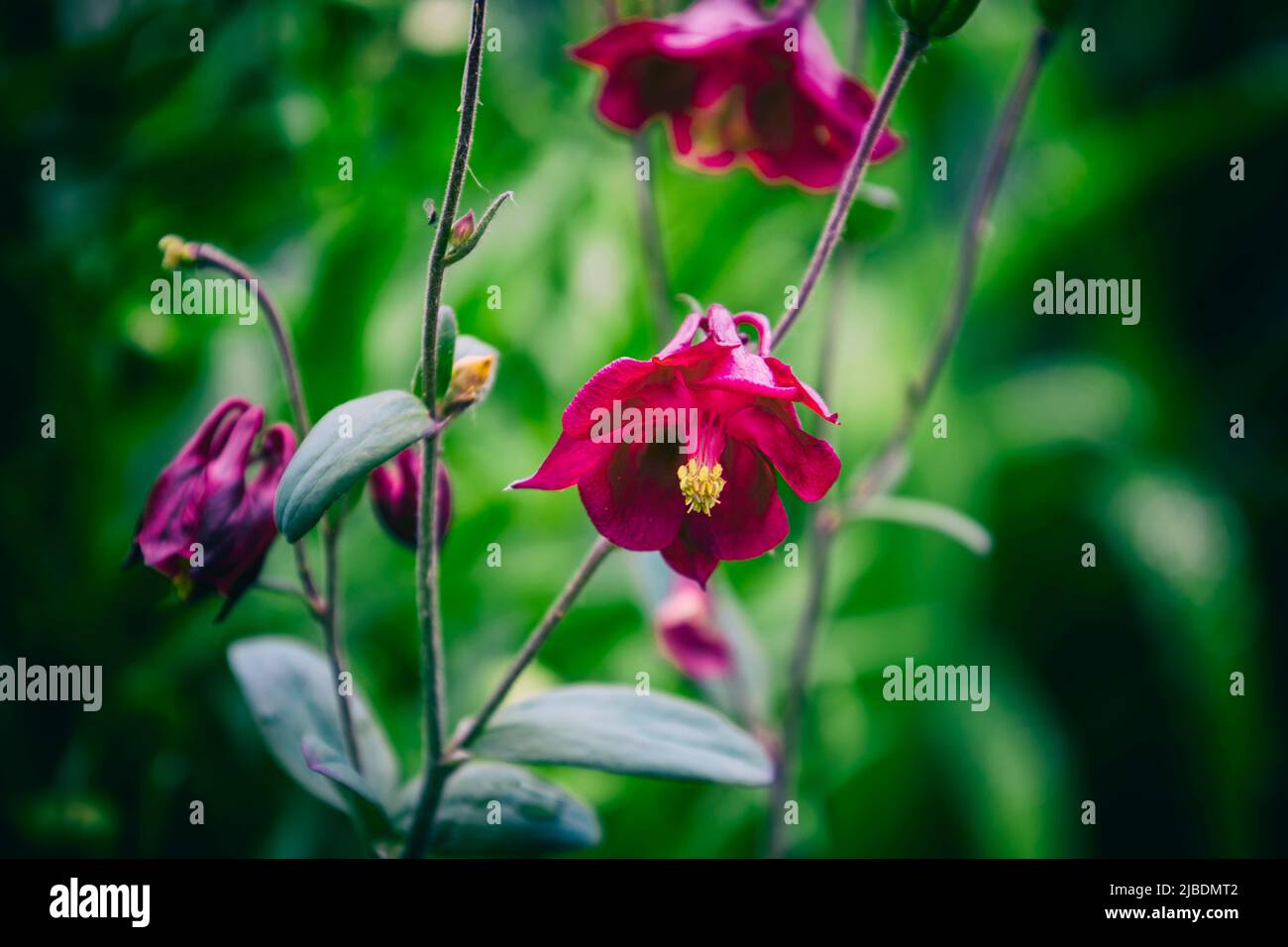 Pink small flowers. Blurred background. Stock Photo