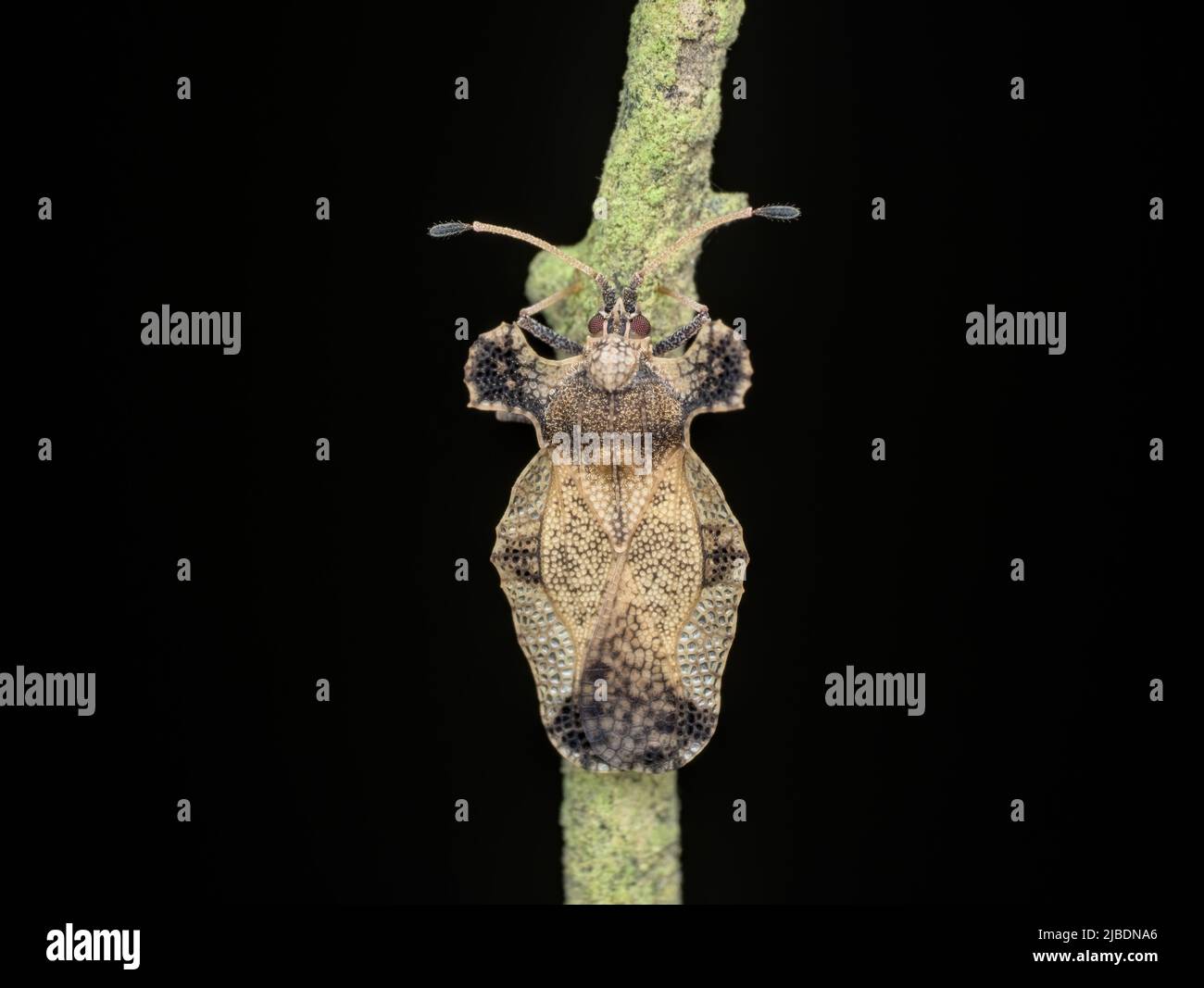 lace bugs perched on the branch from top view Stock Photo