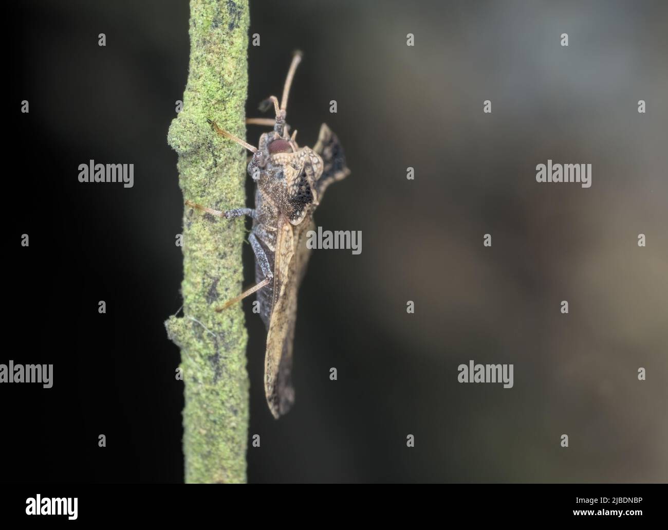 Lace bugs perched on the branch from side view Stock Photo