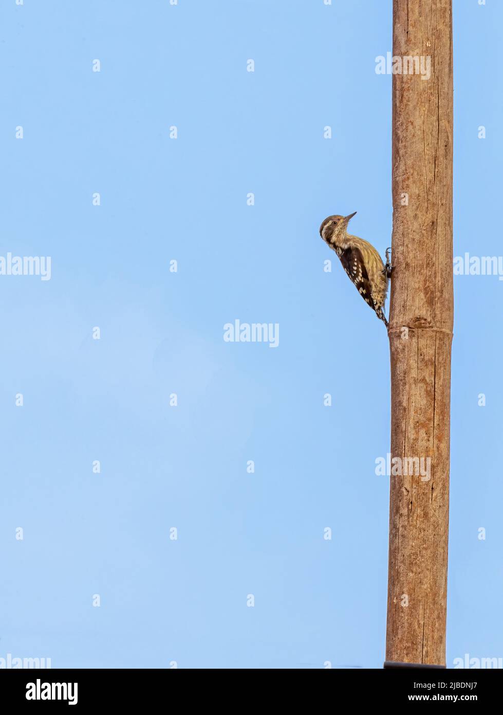 Pygmy Woodpecker on a bamboo inspecting the same Stock Photo