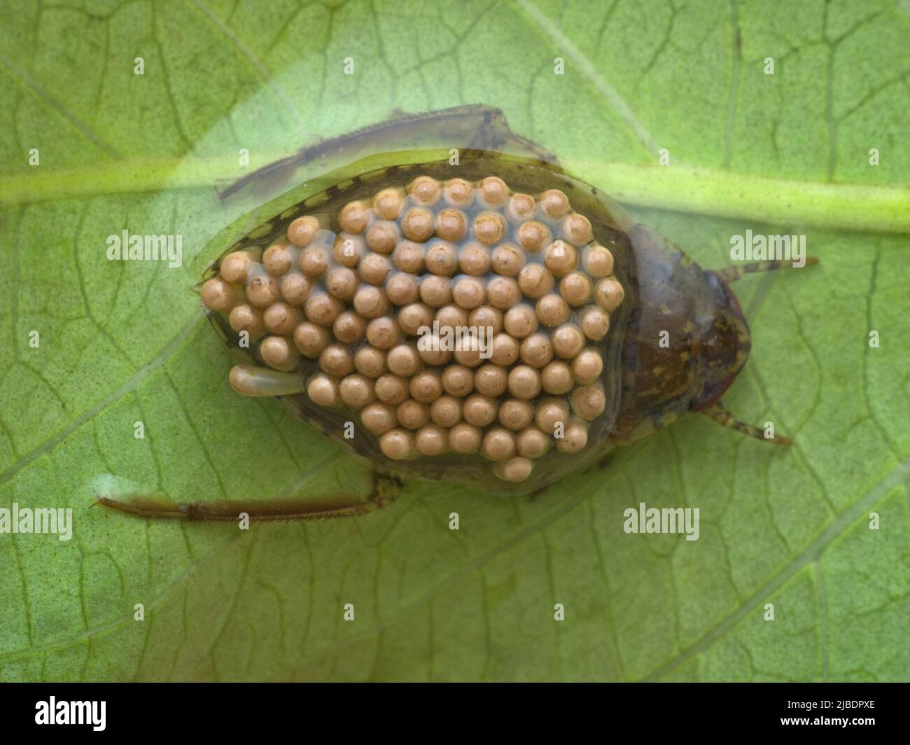 giant water bug carrying eggs on its back from top view Stock Photo Alamy
