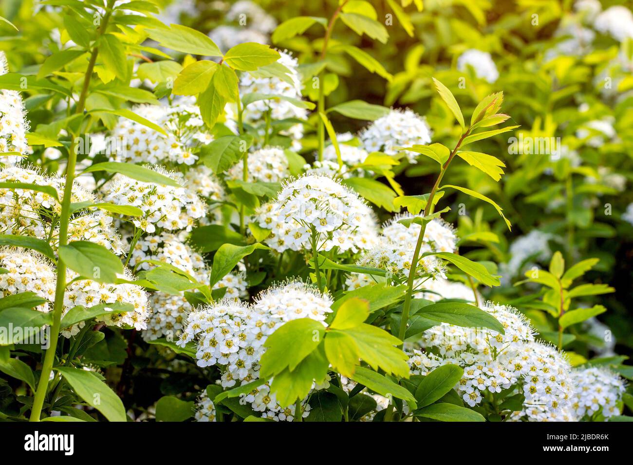 Many white Spirea (Spiraea Vanhouttei Briot Zabel Gold Fountain) flowers with green leaves in spring in the garden. Stock Photo