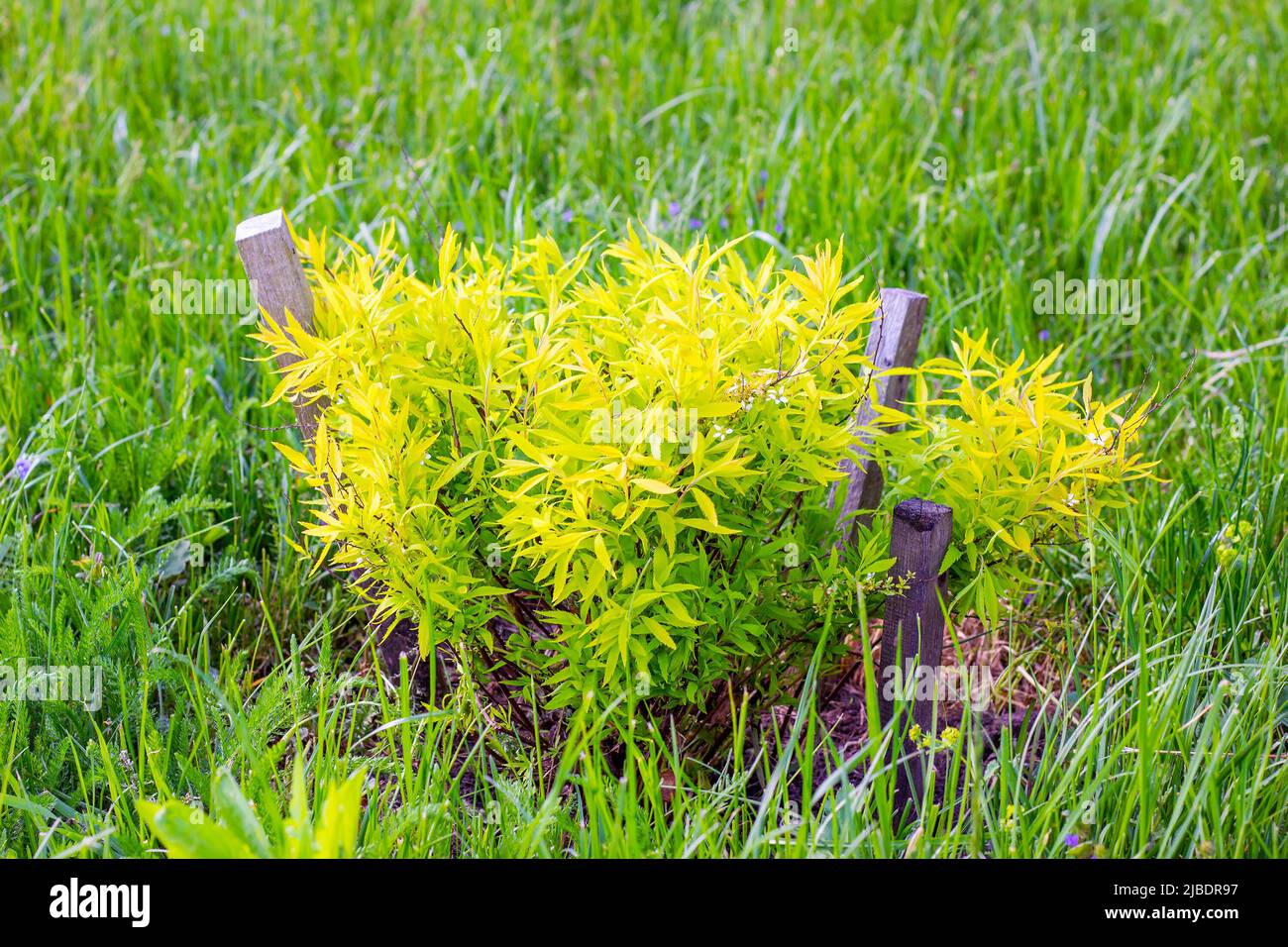 Bright green Spirea (Spiraea Thunbergii Ogon) leaves growth with little ...