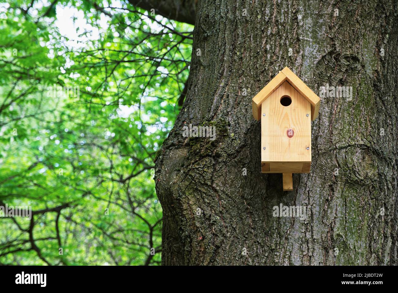 Bird house on a tree. Wooden birdhouse, nesting box for songbirds in park. Stock Photo