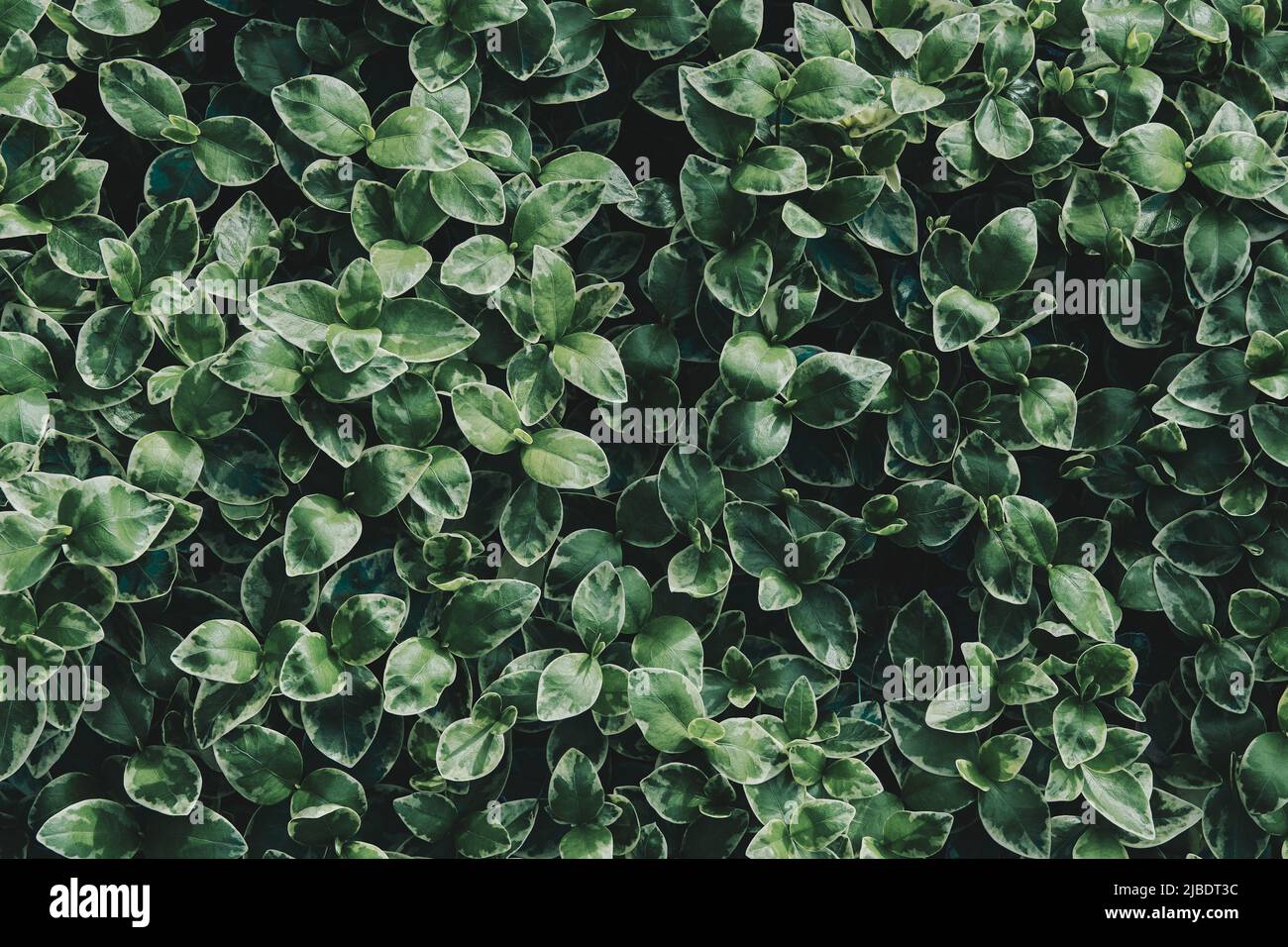 Green leaves background of Peperomia. Natural floral background of exotic green foliage of Cupid Peperomia. Texture of Peperomia serpens variegata Stock Photo
