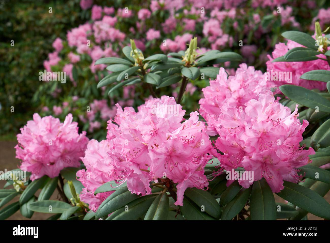 Beautiful Rhododendron flowers close up, lushly blooming Rhododendrons on background. Varieties of hybrid Rhododendron bushes in summer garden. Stock Photo