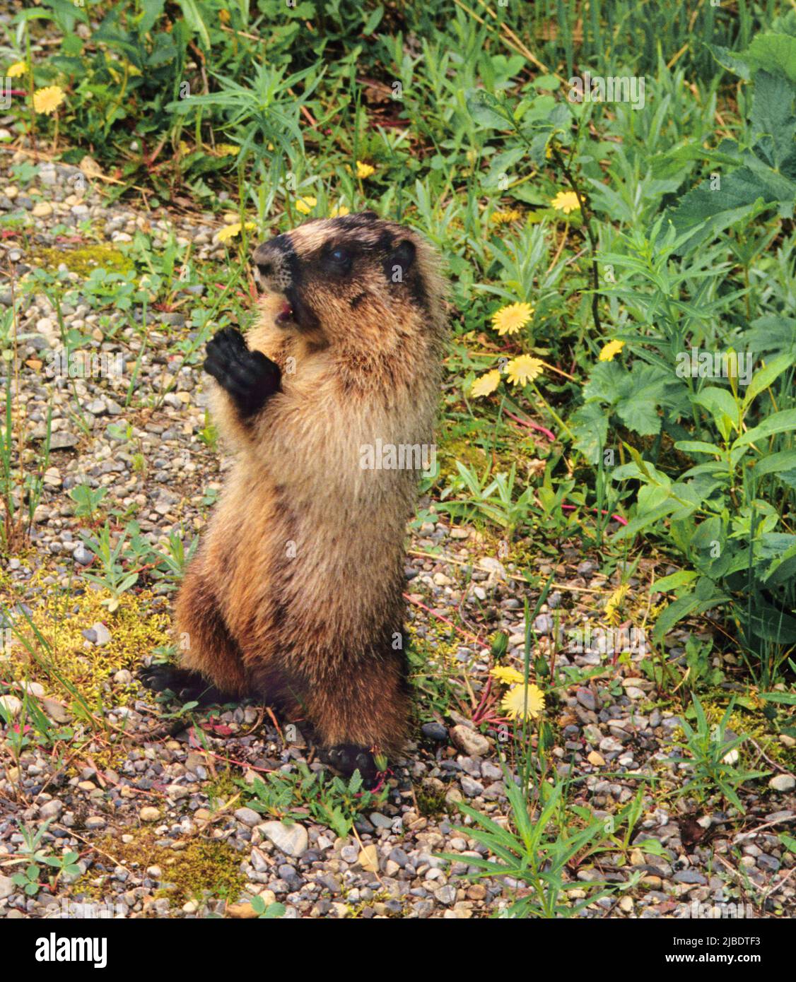 Marmot standing close up. Groundhog or ground squirrel in the wilds of the Canadian Rockies, Alberta, Canada Stock Photo