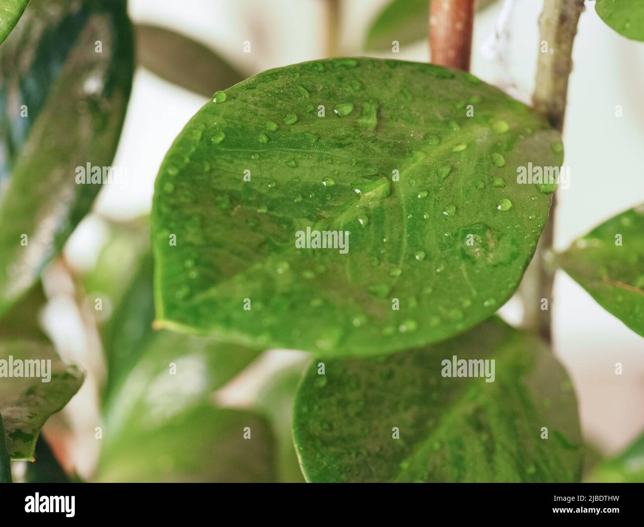 droplets of rain water on a leaf Stock Photo - Alamy