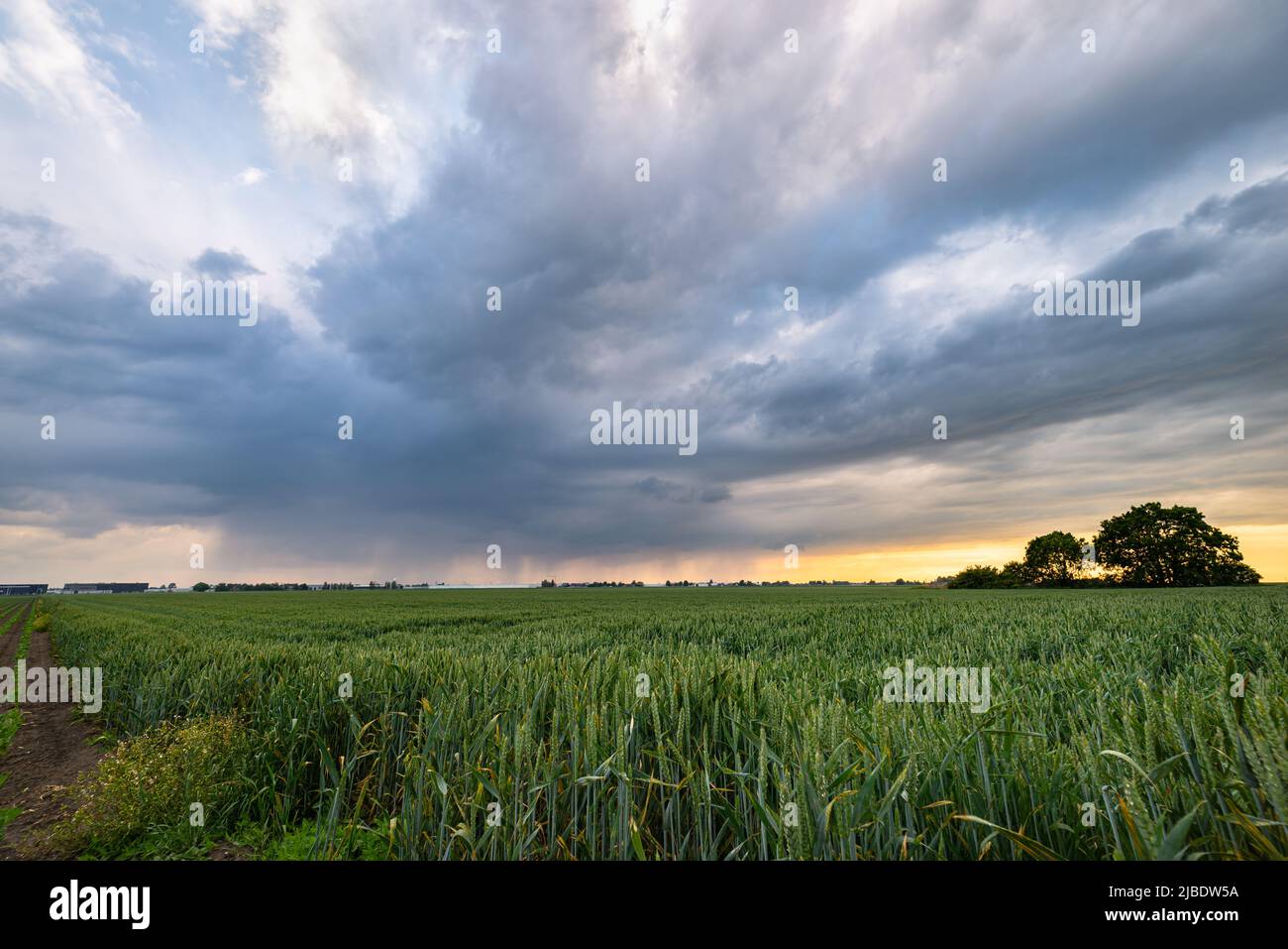 Thundery shower over wheat fields just before sunset Stock Photo