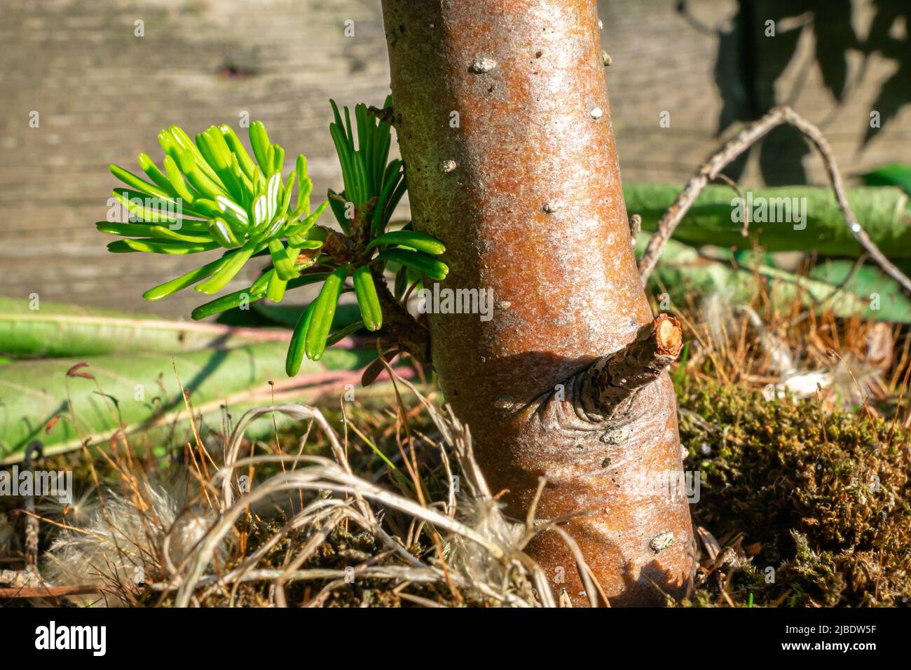 New offshoot on the trunk of a korean fir (Abies koreana) Stock Photo