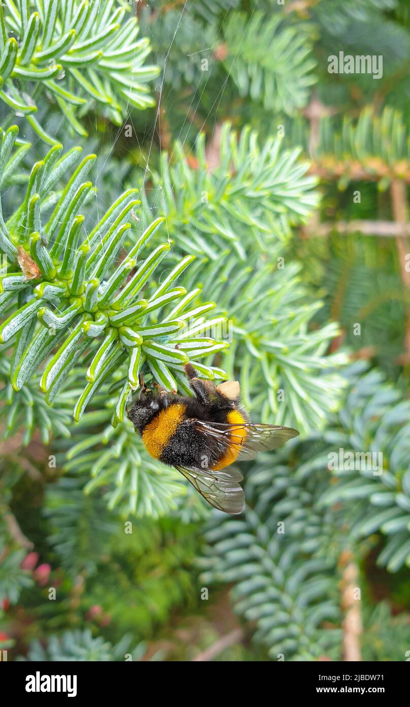 A bumble bee collects pollen from a spruce tree Stock Photo