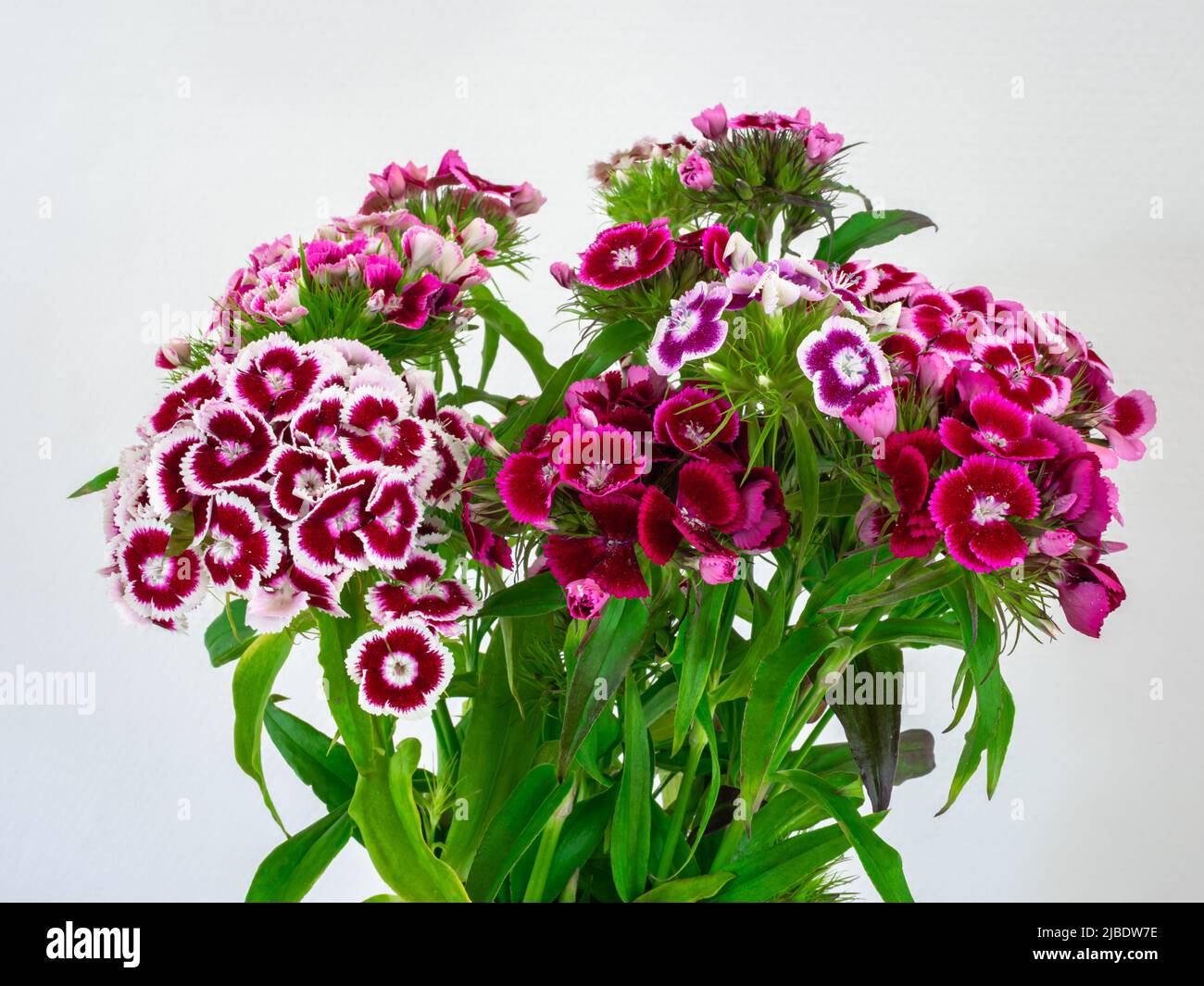 Chauffage Solamagic Eco 1400w Nano Anthracite 48 3 X 14 4 X 11 Cm main image 1