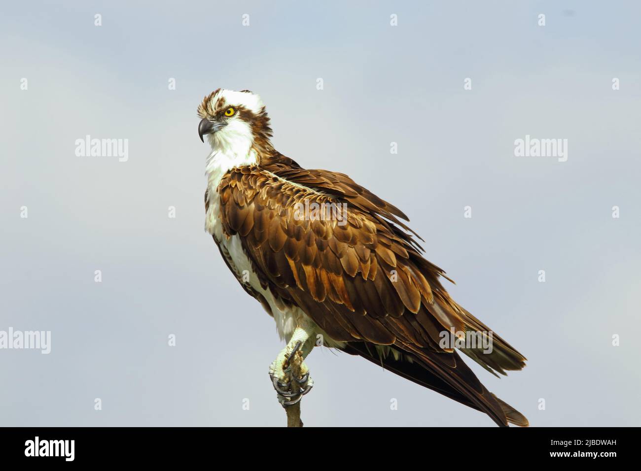 Osprey perched on a high branch Stock Photo