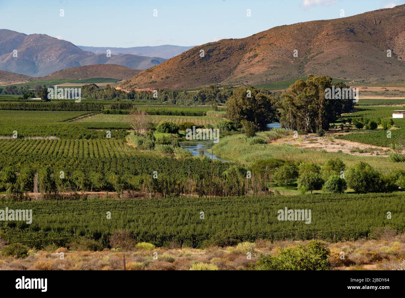 Robertson, Breede River valley, Western Cape, South Africa. 2022. Fruit