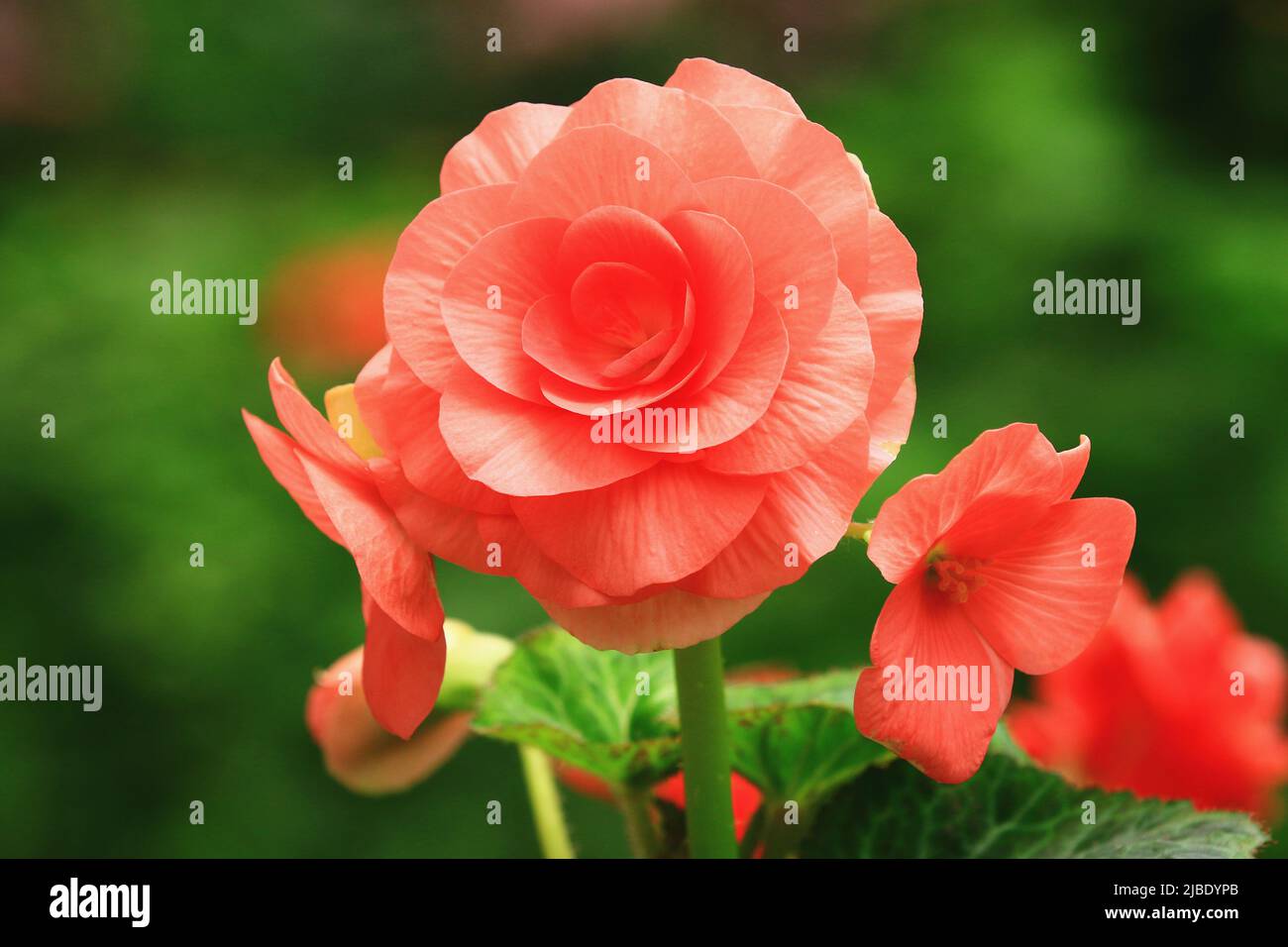 blooming colorful Begonia flowers,close-up of red with yellow Begonia flowers blooming in the garden Stock Photo