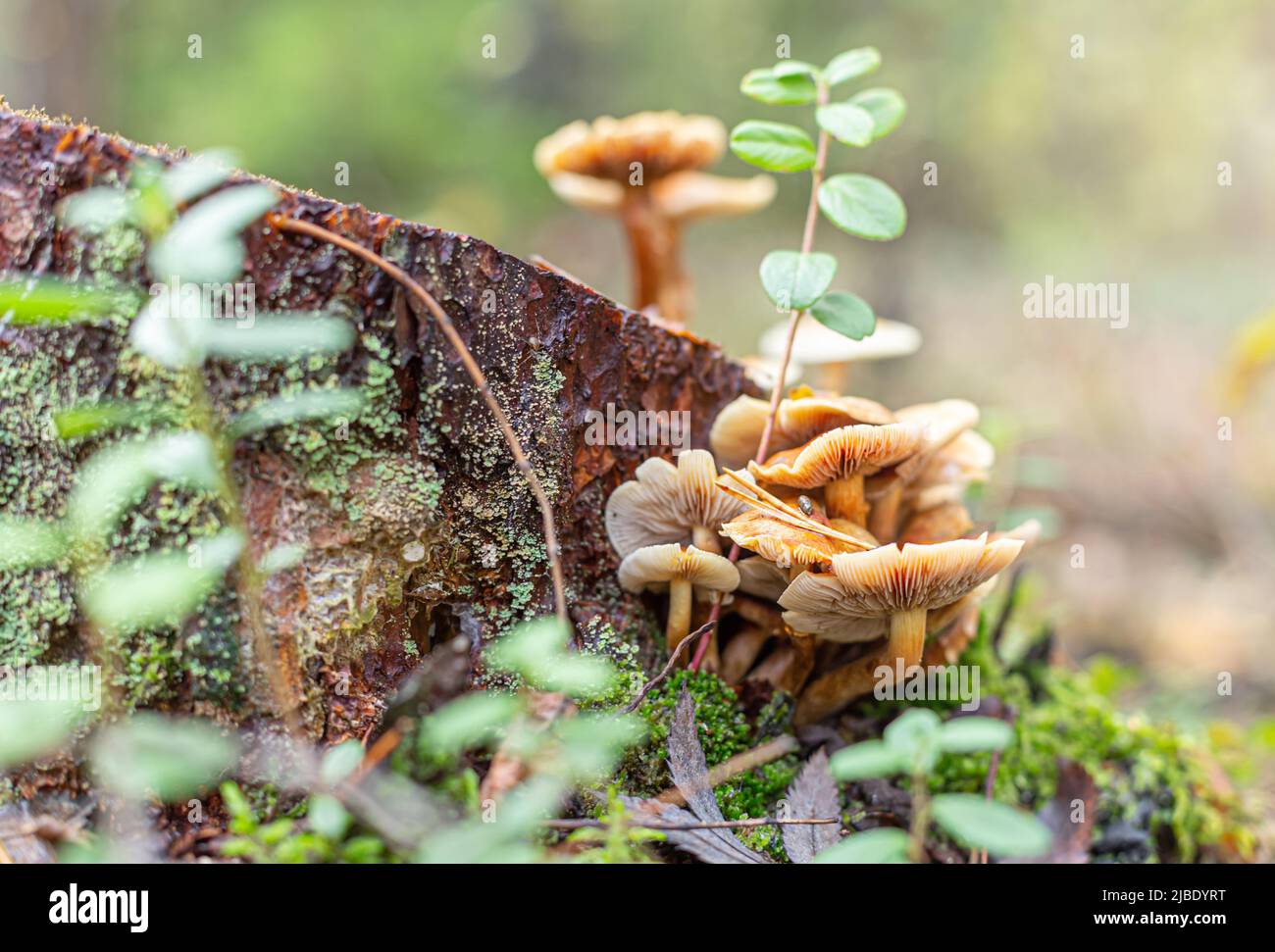 Mushrooms on a stump in the autumn forest closeup. Alternative to meat
