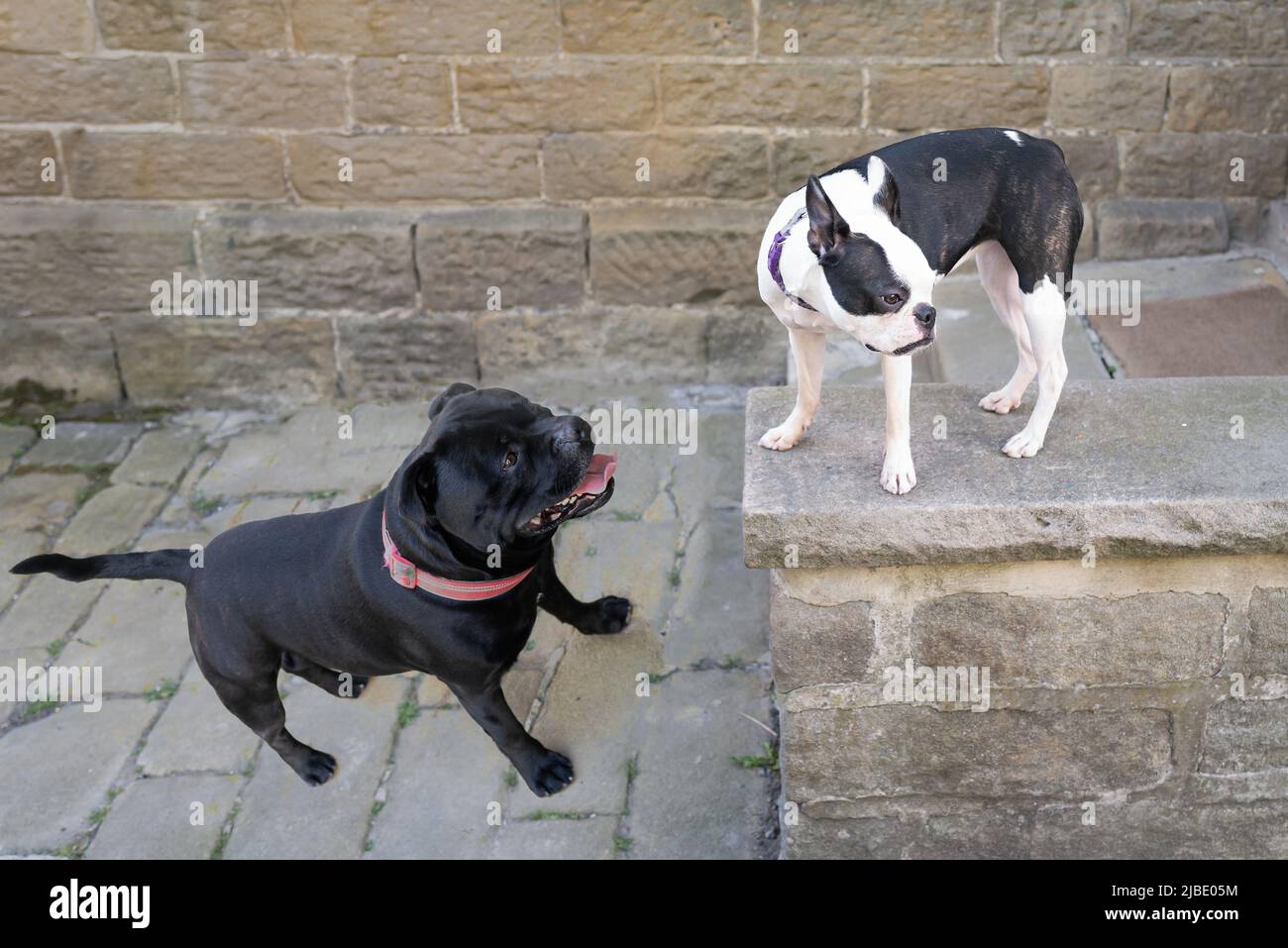 Boston Terrier standing on a stone wall with a Staffordshire Bull Terrier standing looking up from a lower level. Stock Photo