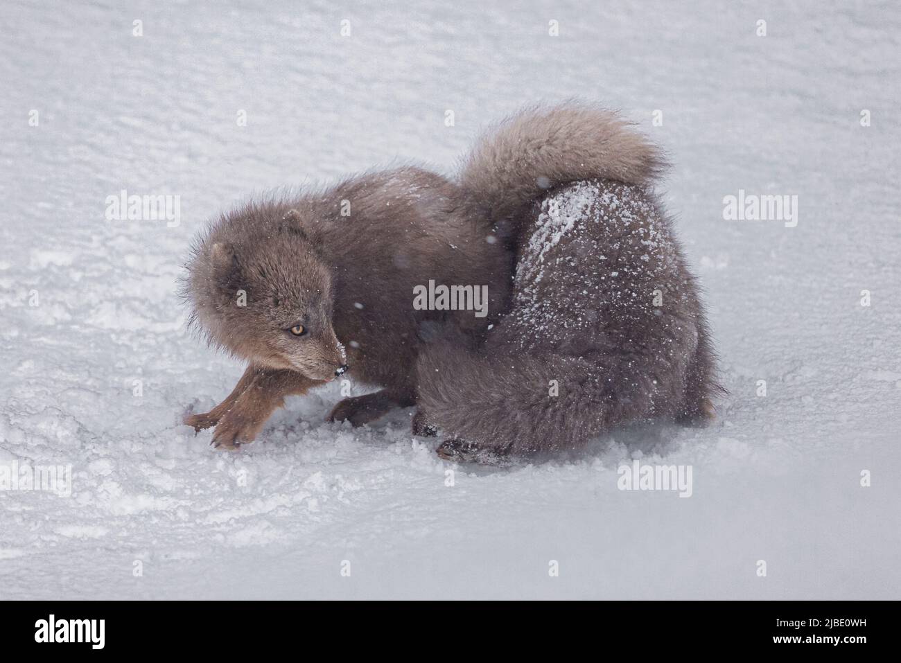 Arctic Fox enjoying the snow in Hornstrandir Nature Reserve, Iceland. Stock Photo