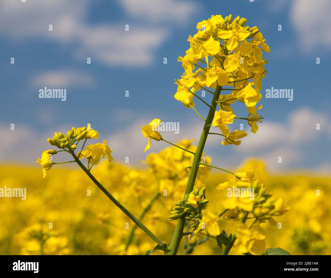 detail of flowering rapeseed rape seed canola or colza field in latin ...