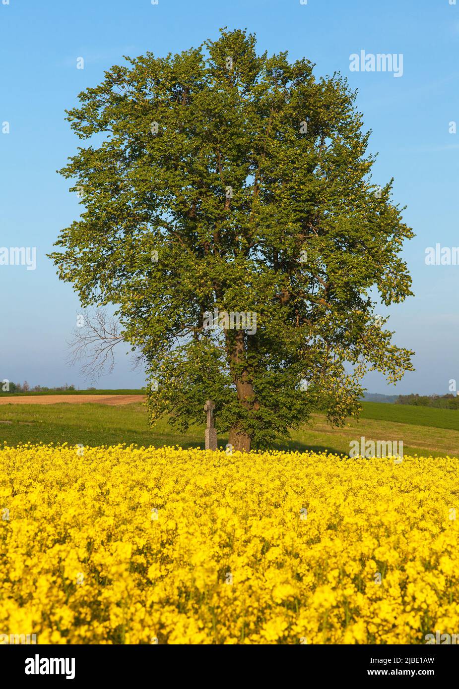Field of rapeseed, canola or colza in Latin Brassica Napus with, lime tree and crucifix, springtime golden flowering field Stock Photo