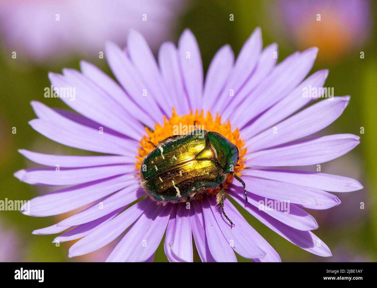 green rose flower chafer in latin cetonia aurata insect sitting and
