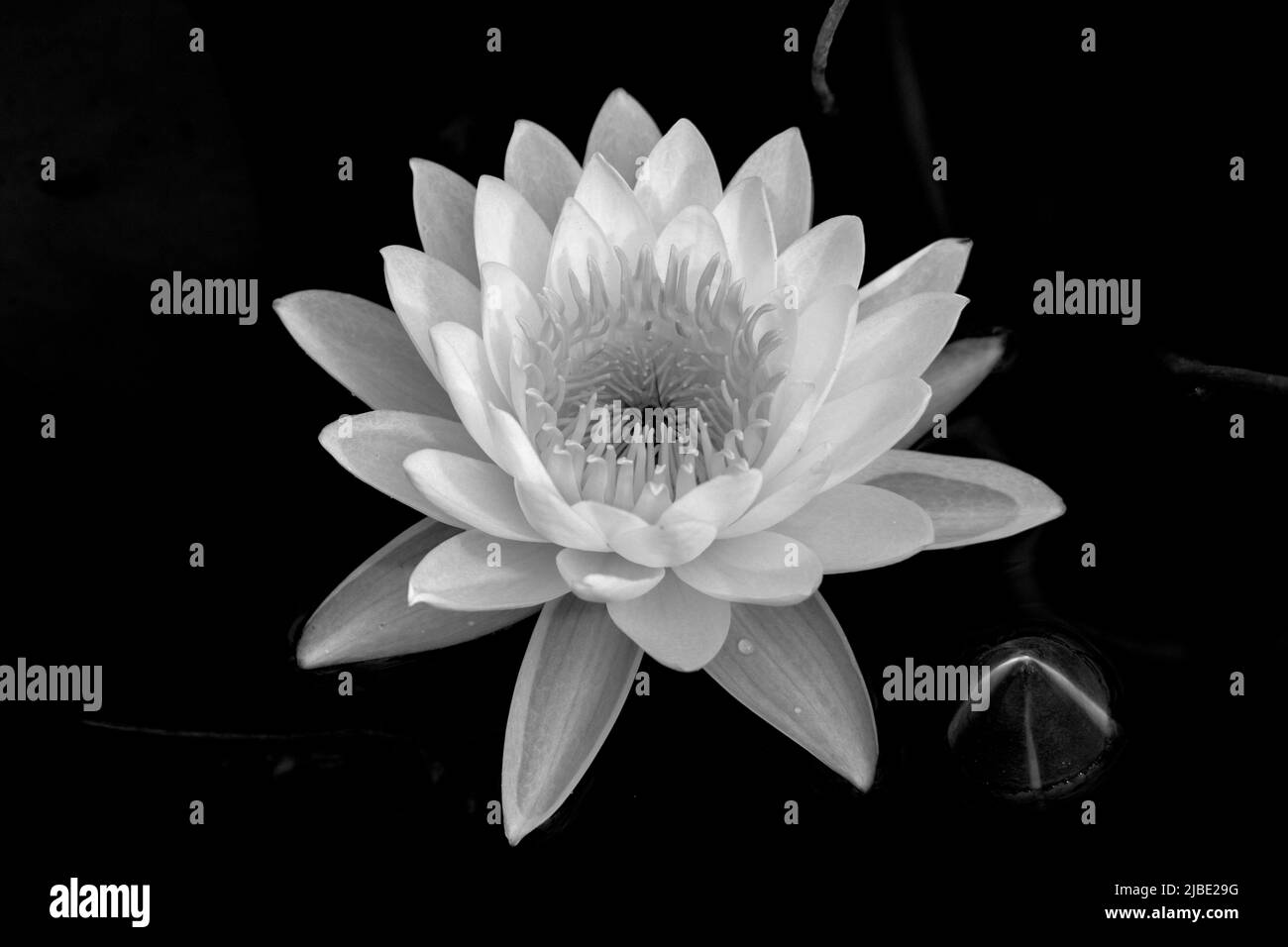 Water lily black and white with a bee getting pollen Stock Photo