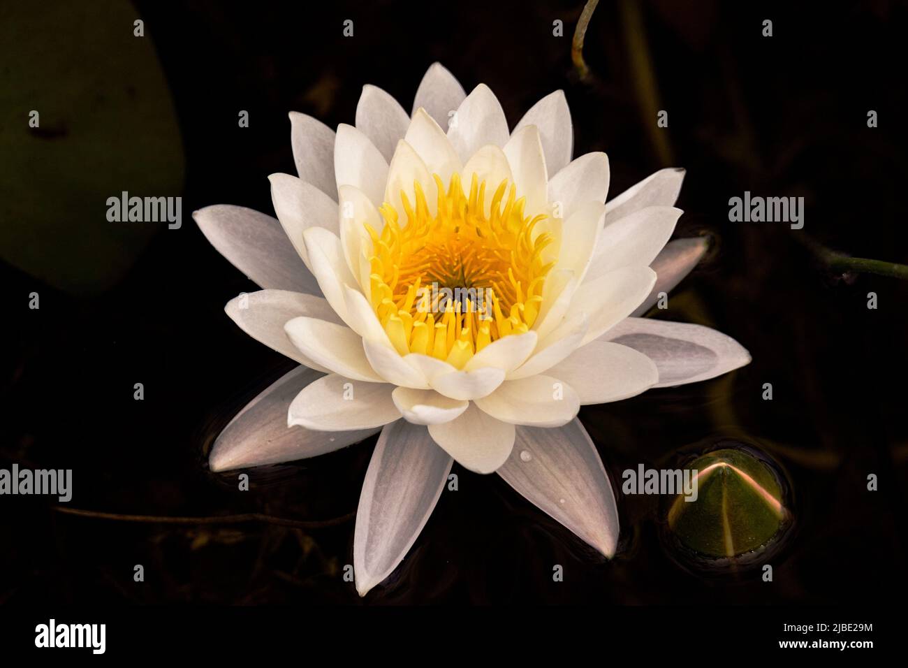 Collecting water lily hi-res stock photography and images - Alamy